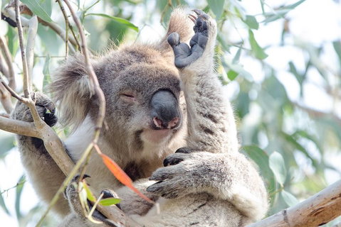 Great Ocean Road Reverse Itinerary With 12 Apostles From Melbourne - Attractions Brisbane 1