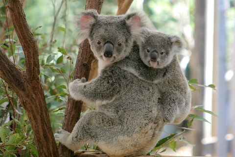 Lone Pine Koala Sanctuary Admission With Brisbane River Cruise - Attractions Brisbane 3