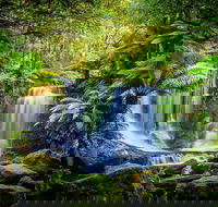 Day Tour in Mt. Field Mt. Wellington Bonorong Wildlife Sanctuary and Richmond - Attractions Brisbane