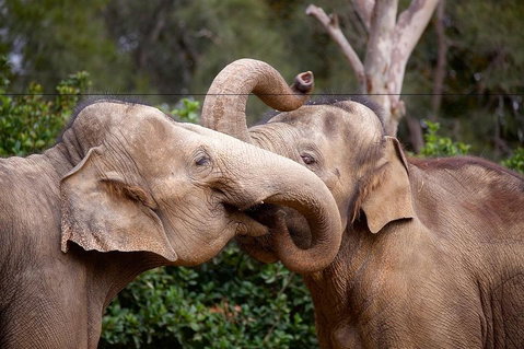 Melbourne Zoo General Entry Ticket - Attractions Brisbane 0