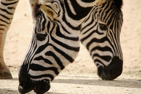 Melbourne Zoo General Entry Ticket - Attractions Brisbane 1