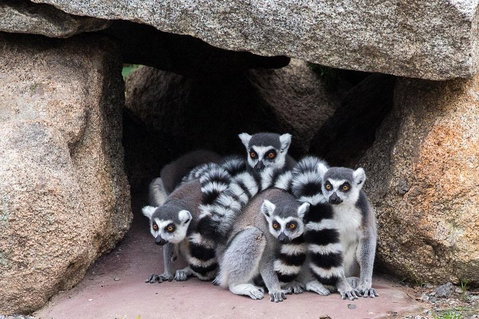 Melbourne Zoo General Entry Ticket - Attractions Brisbane 4