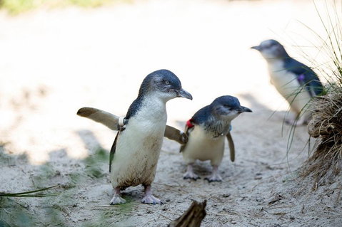 Melbourne Zoo General Entry Ticket - Attractions Brisbane 5