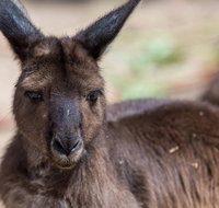 Australian Wildlife Tour at Melbourne Zoo Ticket - Attractions Brisbane