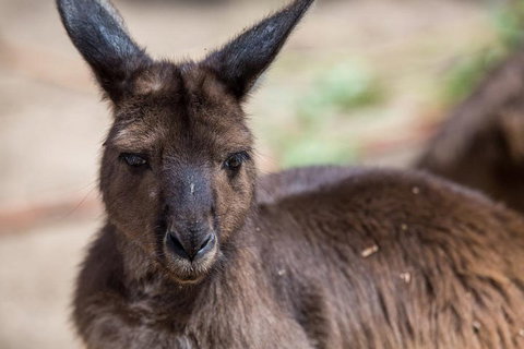 Australian Wildlife Tour At Melbourne Zoo Ticket - Attractions Brisbane 0