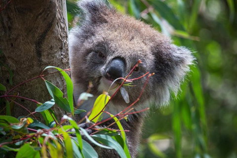 Australian Wildlife Tour At Melbourne Zoo Ticket - Attractions Brisbane 1