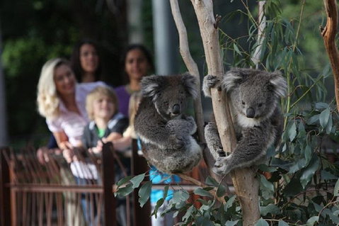 Australian Wildlife Tour At Melbourne Zoo Ticket - Attractions Brisbane 2