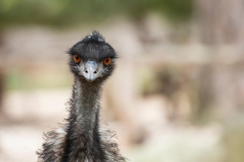 Australian Wildlife Tour At Melbourne Zoo Ticket - Attractions Brisbane 3