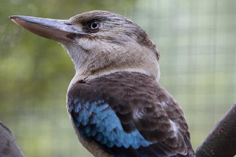 Australian Wildlife Tour At Melbourne Zoo Ticket - Attractions Brisbane 4
