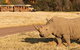 Sunset Safari At Werribee Open Range Zoo - thumb 1