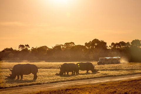 Sunset Safari At Werribee Open Range Zoo - Attractions Brisbane 2