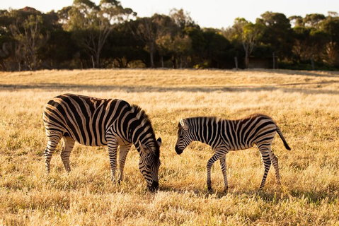 Sunset Safari At Werribee Open Range Zoo - Attractions Brisbane 3