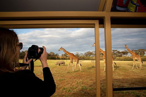 Sunset Safari At Werribee Open Range Zoo - Attractions Brisbane 4