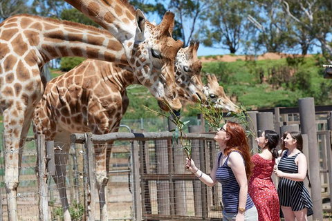 Slumber Safari At Werribee Open Range Zoo - Attractions Brisbane 3