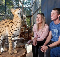 African Cat Encounter at Werribee Open Range Zoo - Attractions Brisbane