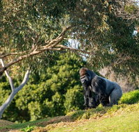 Early Morning Savannah Experience - Attractions Brisbane