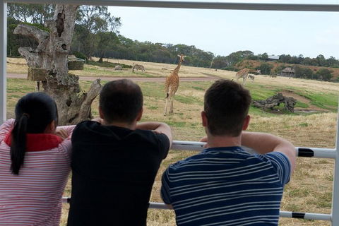Off-Road Safari At Werribee Open Range Zoo - Attractions Brisbane 4