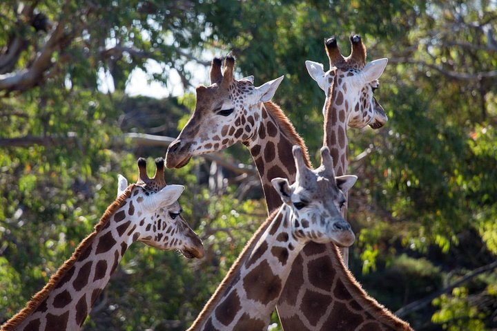 Melbourne VIC Attractions Brisbane