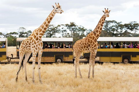 Werribee Open Range Zoo General Admission Ticket - Attractions Brisbane 2