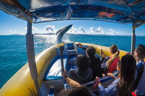 Ocean Rafting Tour To Whitehaven Beach, Hill Inlet Lookout & Top Snorkel Spots - Attractions Brisbane 4