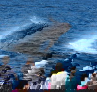 Tangalooma Island Resort Whale Watching Day Cruise - Attractions Brisbane