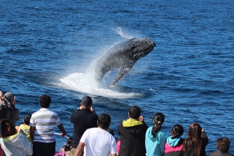 Tangalooma Island Resort Whale Watching Day Cruise With Dolphin Viewing - Attractions Brisbane 1