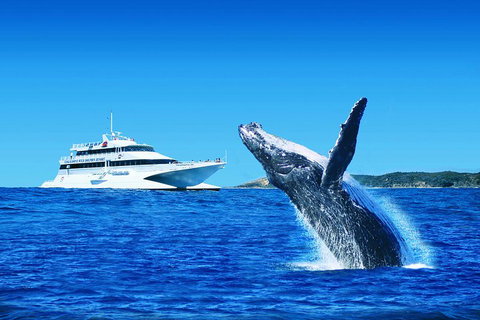 Tangalooma Island Resort Whale Watching Day Cruise With Dolphin Viewing - Attractions Brisbane 2