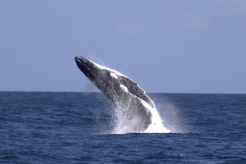 Tangalooma Island Resort Whale Watching Day Cruise With Dolphin Viewing - Attractions Brisbane 4