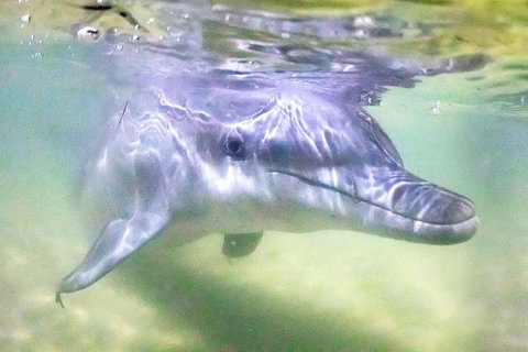 Tangalooma Island Resort Whale Watching Day Cruise With Dolphin Feeding - Attractions Brisbane 0