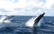 Tangalooma Island Resort Whale Watching Day Cruise With Dolphin Feeding - thumb 1