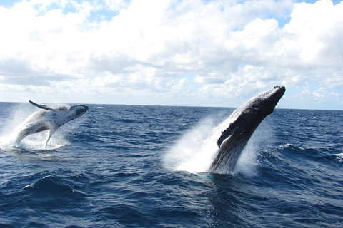 Tangalooma Island Resort Whale Watching Day Cruise With Dolphin Feeding - Attractions Brisbane 1