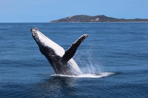 Tangalooma Island Resort Whale Watching Day Cruise With Dolphin Feeding - Attractions Brisbane 3