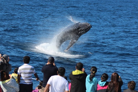 Tangalooma Island Resort Whale Watching Day Cruise With Dolphin Feeding - Attractions Brisbane 5