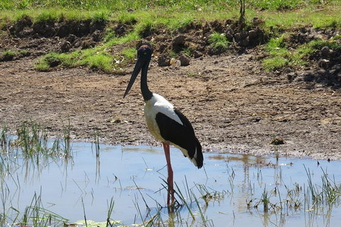 Darwin To Kakadu Day Trip By Air Including Yellow Water Cruise - Attractions Brisbane 0