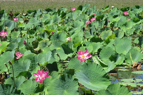 Darwin To Kakadu Day Trip By Air Including Yellow Water Cruise - Attractions Brisbane 2