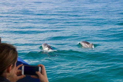 Julian Rocks Byron Bay Cruise - Attractions Brisbane 1