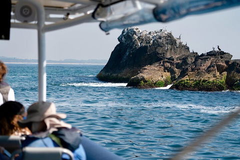 Julian Rocks Byron Bay Cruise - Attractions Brisbane 2