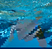 3 Day Whitsundays Sailing and Diving Adventure Kiana - Attractions Brisbane