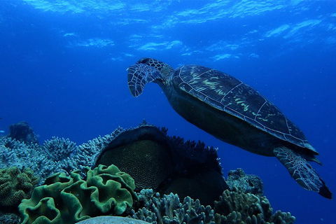 3 Day Whitsundays Sailing And Diving Adventure: Kiana - Attractions Brisbane 2