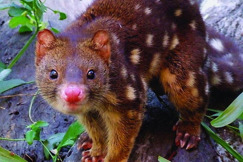 Hartley's Crocodile Adventures General Entry Ticket - Attractions Brisbane 4