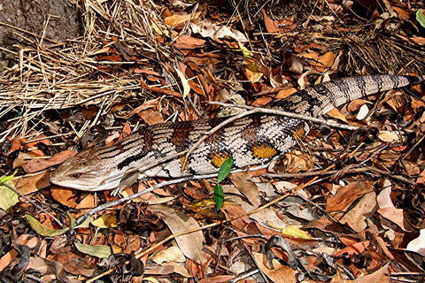 Hartley's Crocodile Adventures General Entry Ticket - Attractions Brisbane 5