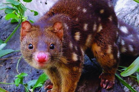 Hartley's Crocodile Adventures Breakfast With The Koalas - Attractions Brisbane 2