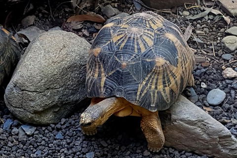 Hartley's Crocodile Adventures Breakfast With The Koalas - Attractions Brisbane 4