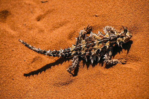 Pinnacles Sunset Dinner And Stargazing Experience A Small Group Tour - Attractions Brisbane 5