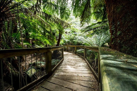 12 Apostles Eco-Friendly Great Ocean Road Iconic Adventure From Melbourne - Attractions Brisbane 0