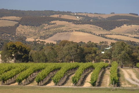 McLaren Vale And Glenelg Wine Tasting And Sightseeing (Half-day Afternoon) - Attractions Brisbane 2