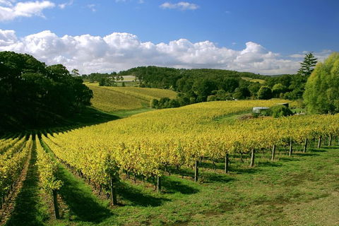 McLaren Vale And Glenelg Wine Tasting And Sightseeing (Half-day Afternoon) - Attractions Brisbane 4