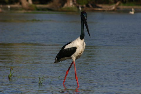 Litchfield And Jumping Crocodiles Full Day Trip From Darwin - Attractions Brisbane 1