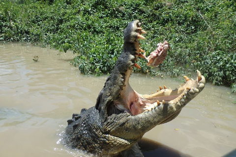 Litchfield And Jumping Crocodiles Full Day Trip From Darwin - Attractions Brisbane 3
