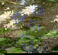 Yellow Water Cruise - Kakadu - Attractions Brisbane